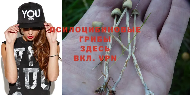 kraken сайт  Кологрив  Галлюциногенные грибы Psilocybe 